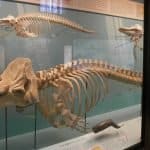 Museo Civico di Storia Naturale di Milano